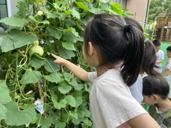 葫芦收获啦
