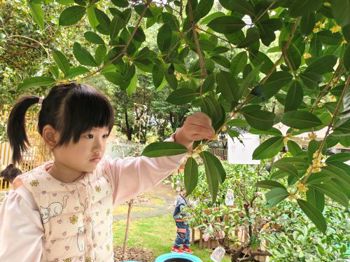 桂花树下的幼儿园时光